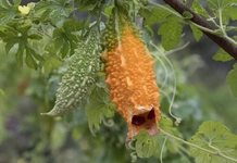 Kudret Narı Kapsülü Özellikleri ve Faydaları Nelerdir?